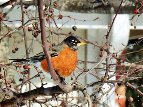 Red Robin - Birds and Blooms