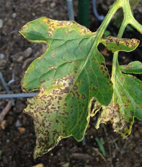 Strange Gardener: Tomato leaf spot