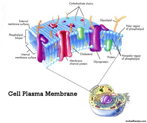 Plasma membrane pptx - D. Zainab - Muhadharaty