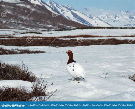 The Wildlife of Kamchatka. Kamchatka Mountains. Kamchatka Peninsula ...