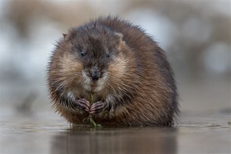 Photo: Muskrat Caught in the Act