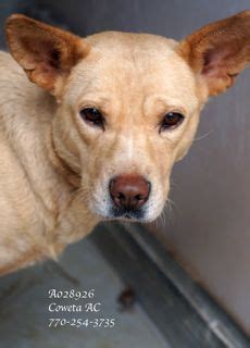 ***EXTREMELY URGENT! Lab Retr/Terr Mix Female Adult Medium •ID: A028926 ...