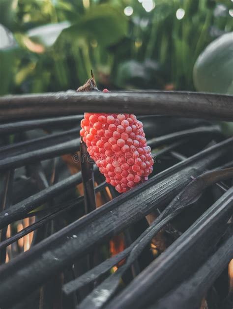 The Egg of a Snail Stuck To the Leaf of a Coconut Tree that Fell into the River Stock Photo ...