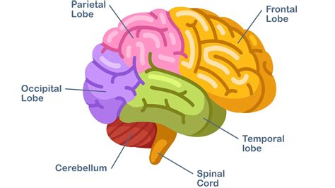 Frontal lobe: why is it so important? what happens if it is injured?