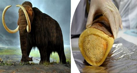 Woolly Mammoth will be Back from Extinction Within Two Years, say ...