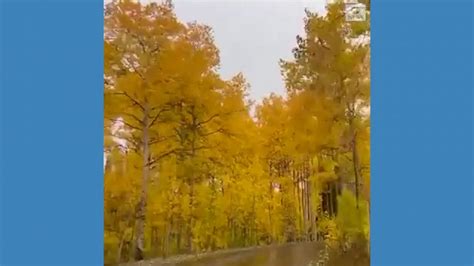 Video Leaves change colors in Utah's Big Cottonwood Canyon - ABC News