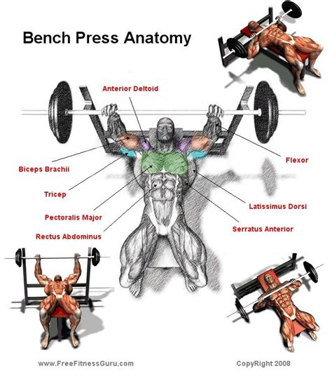 FreeFitnessGuru - Bench Press Anatomy | Bench press workout, Dumbbell ...