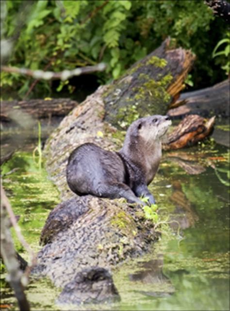 Natural History Topics - September - Cuyahoga Valley National Park (U.S ...