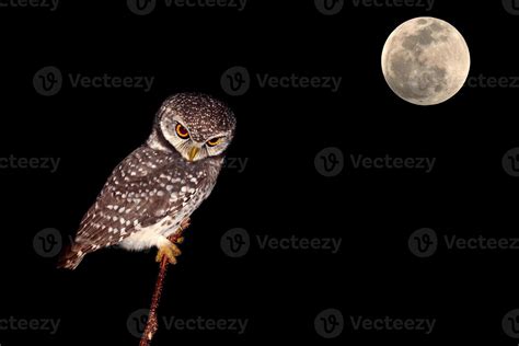 owl night bird 849465 Stock Photo at Vecteezy