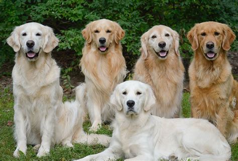 Golden Retriever - Breed Profile | Golden retriever breed, Expensive dogs, Smartest dog breeds