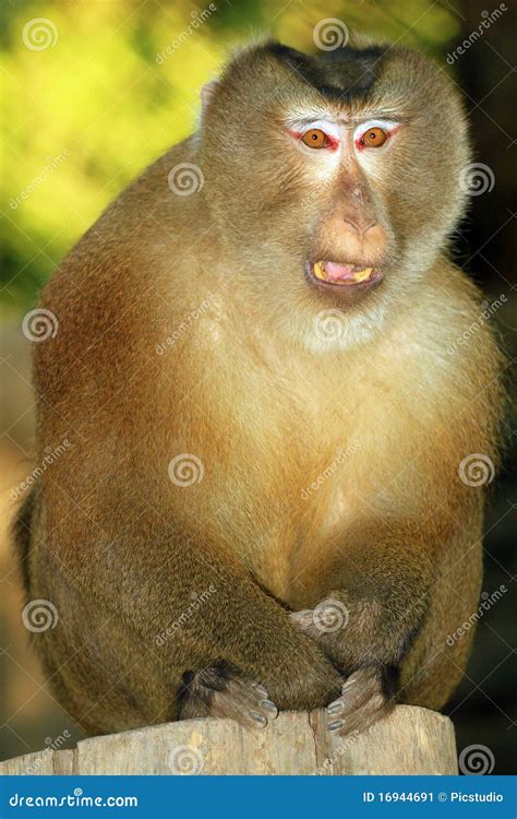 Assam Macaque stock image. Image of asia, protective - 16944691