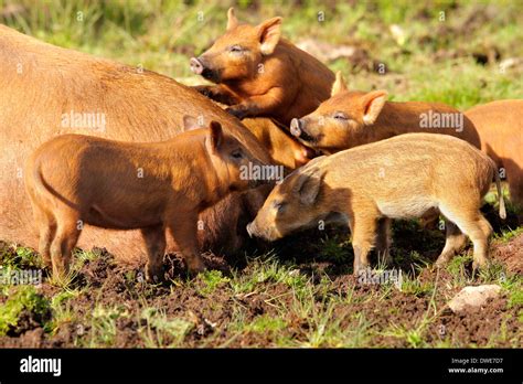 Tamworth piglets Sus scrofa domesticus Scotland UK Stock Photo - Alamy