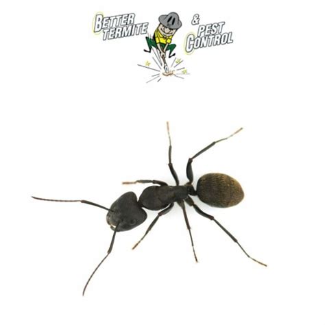 Top Ant Control Tips from Better Termite & Pest Control - Better Termite & Pest Control ...