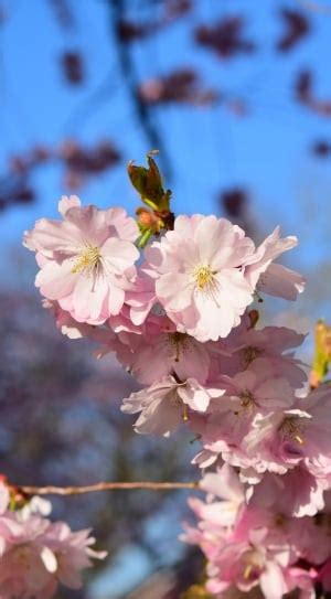 Japanese Cherry, Smell, Cherry Blossom, flower, blossom free image | Peakpx