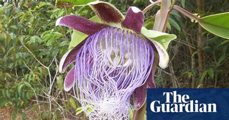 New species of the Amazon rainforest - in pictures | Environment | The Guardian