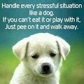 Must Love Dogs Quotes. QuotesGram