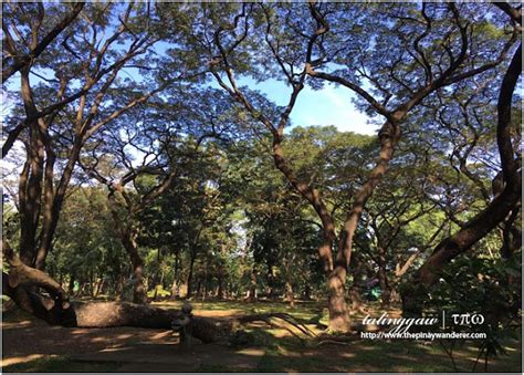 Quezon City | 10 Things To See and Do at Ninoy Aquino Parks and ...