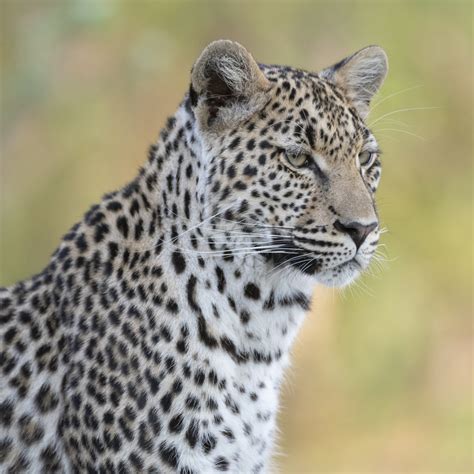 Nkwe (Leopard Portrait Botswana) Paul Haddon Photography