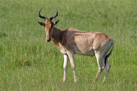 Hartebeest Antelope In Grasslands Of Masai Mara Stock Photo - Image of ...