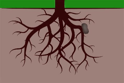 What Is Thigmortropism? How Does It Affect Plant Growth?