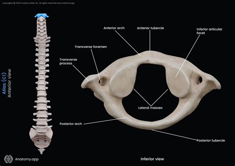 Axis And Atlas Vertebrae Labeled