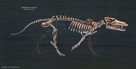 Pakicetus Inachus Skeletal Study by TheDragonofDoom on DeviantArt