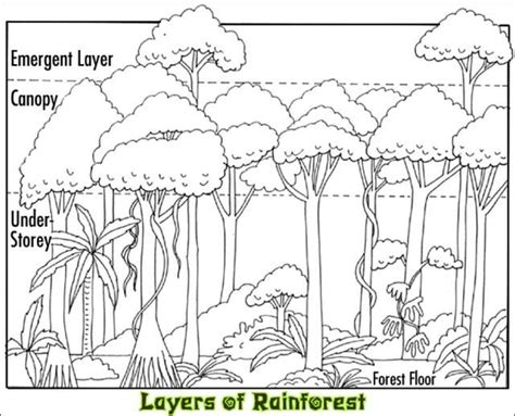 Tropical Rainforest Layers Facts Sketch Coloring Page