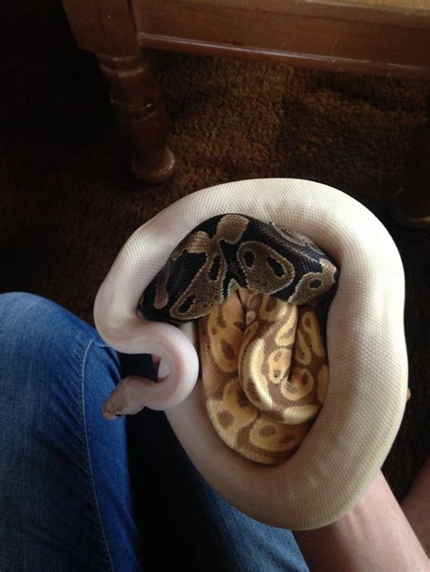 This ball of ball pythons | Cute snake, Pet snake, Cute reptiles