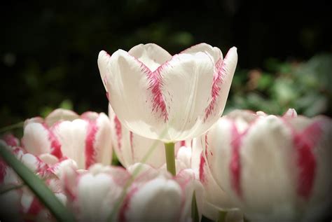 Candy Cane Tulips Photograph by James Granberry - Fine Art America