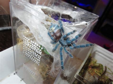 Antilles Pintoe Tarantula (Caribena versicolor) Care — The Tarantula Collective