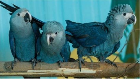 The ‘Rio’ Bird Blue Macaw Parrot, Among 8 Other Species, is Now Officially Extinct, Study ...