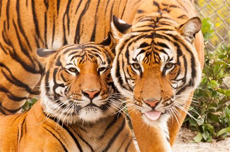 Malayan Tigers at the Jacksonville Zoo jigsaw puzzle in Animals puzzles ...