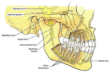 Upper Lip Nerve | Dental Malpractice Central | Inferior Alveolar Nerve Anatomy | Nerve anatomy ...