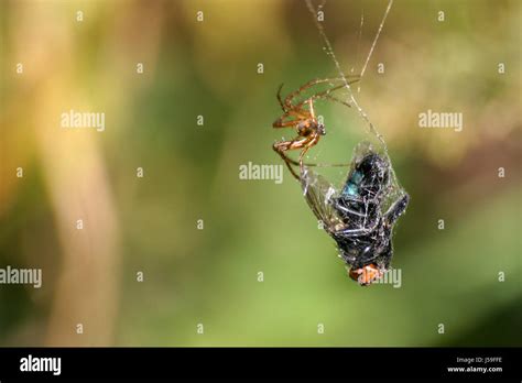 spider with prey Stock Photo - Alamy