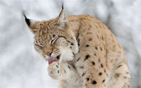 Lynx Wallpapers - Wallpaper Cave