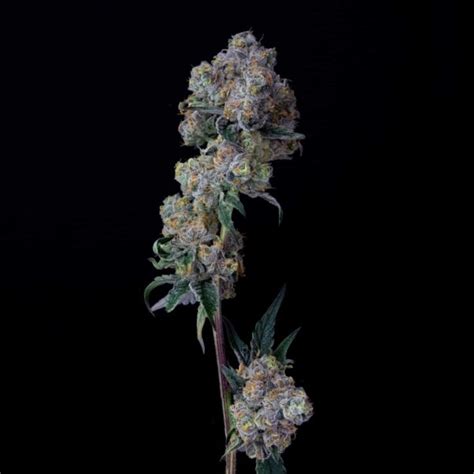 Gary Payton – Agri-Genesis – Missouri Cannabis Cultivator and Manufacturer