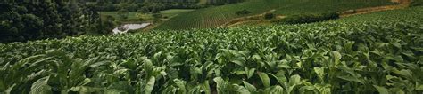 Tobacco farming and curing | PMI - Philip Morris International