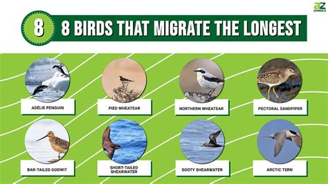 Migratory Birds With Names