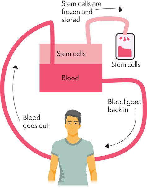 Autologous Stem cell dashi - Lymphoma Australia