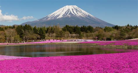 Japan Cherry Blossom Tours 2020 | Essence of Spring