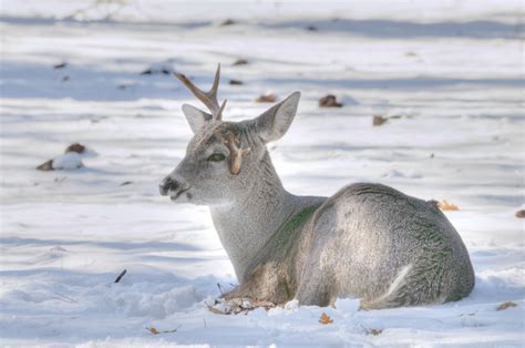 Deer In Snow Free Stock Photo - Public Domain Pictures