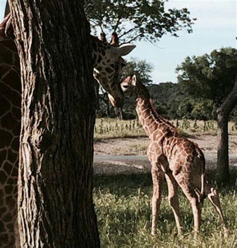 Fossil Rim | Animals wild, Animals, Giraffe