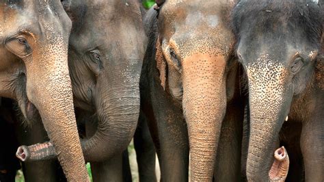 Elephant Sanctuary Volunteering in Thailand | Oyster Worldwide