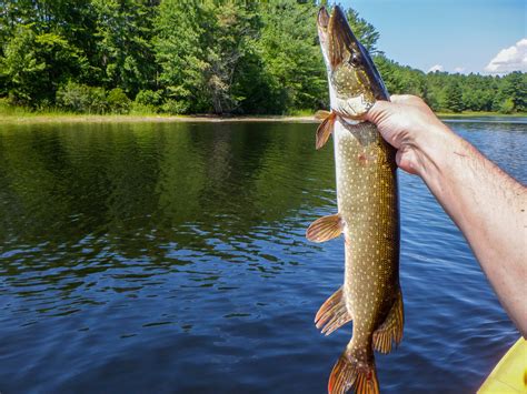 Kayak Fishing - Androscoggin Riverlands • Wanderings