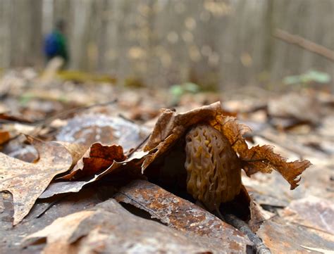 The Secret to Morel Mushroom Hunting in Michigan | Michigan