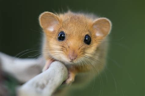 10 Facts About Dormice