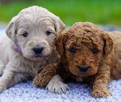 Mini Irish Doodle Puppies in the USA: Top 6 Breeders!