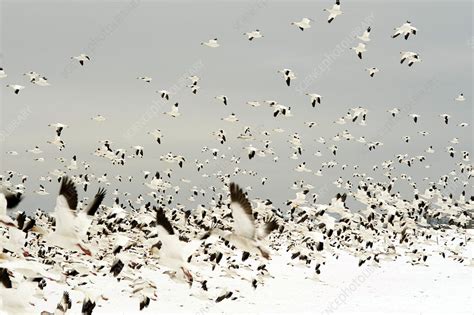 Snow Geese Migration - Stock Image - C025/0470 - Science Photo Library