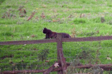 Big cats in Shropshire: A tall tale or serious threat? | Shropshire Star