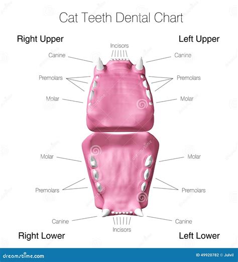 Cat teeth dental chart stock illustration. Illustration of treatment - 49920782